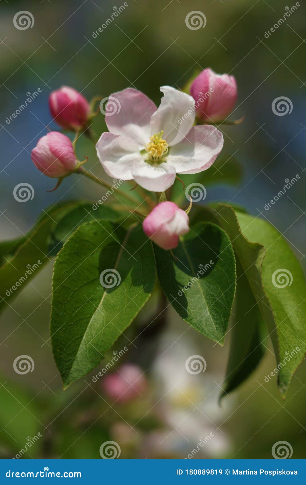 Poupata Stock Photos Free & RoyaltyFree Stock Photos from Dreamstime