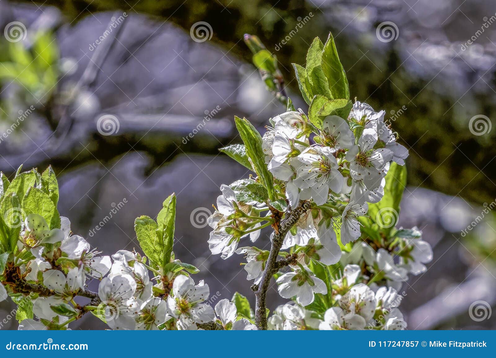 Apple Tree Blossoms stock image. Image of season, fruit 117247857