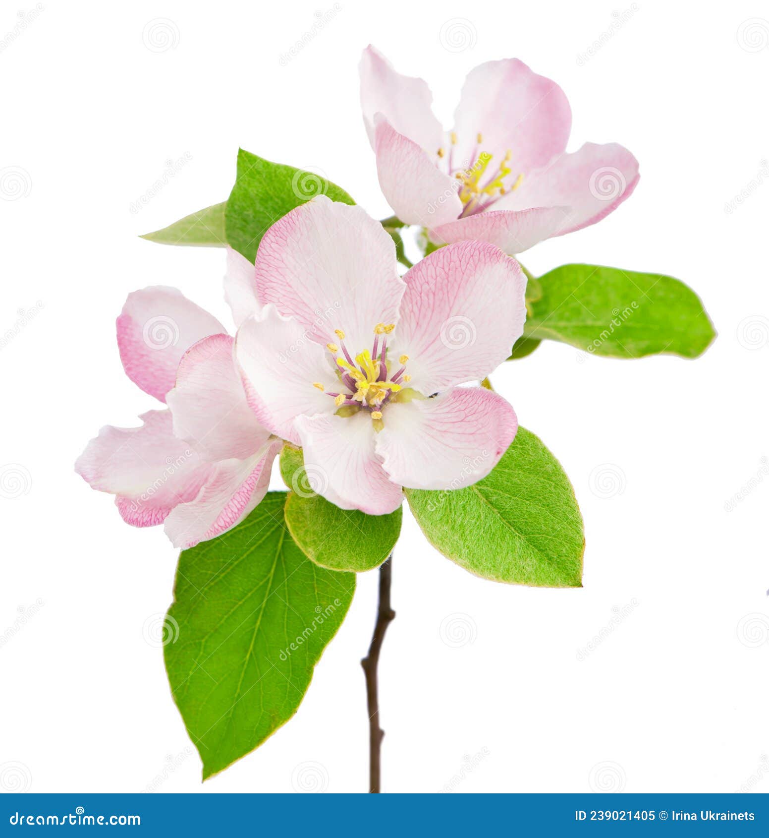 Apple Tree Blossoms with Green Leaves Isolated on White Background