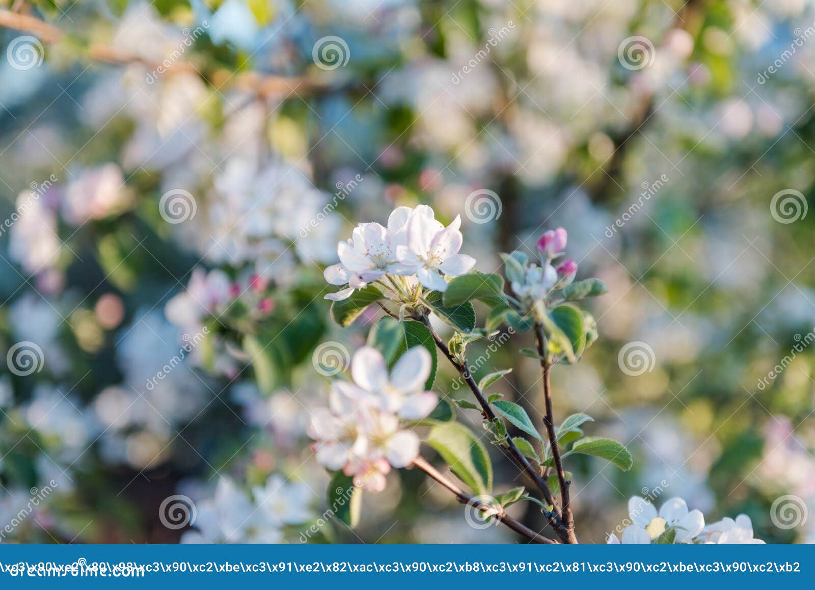 Apple Tree Blossoms with White Flowers. Background. Flowers Bloomed