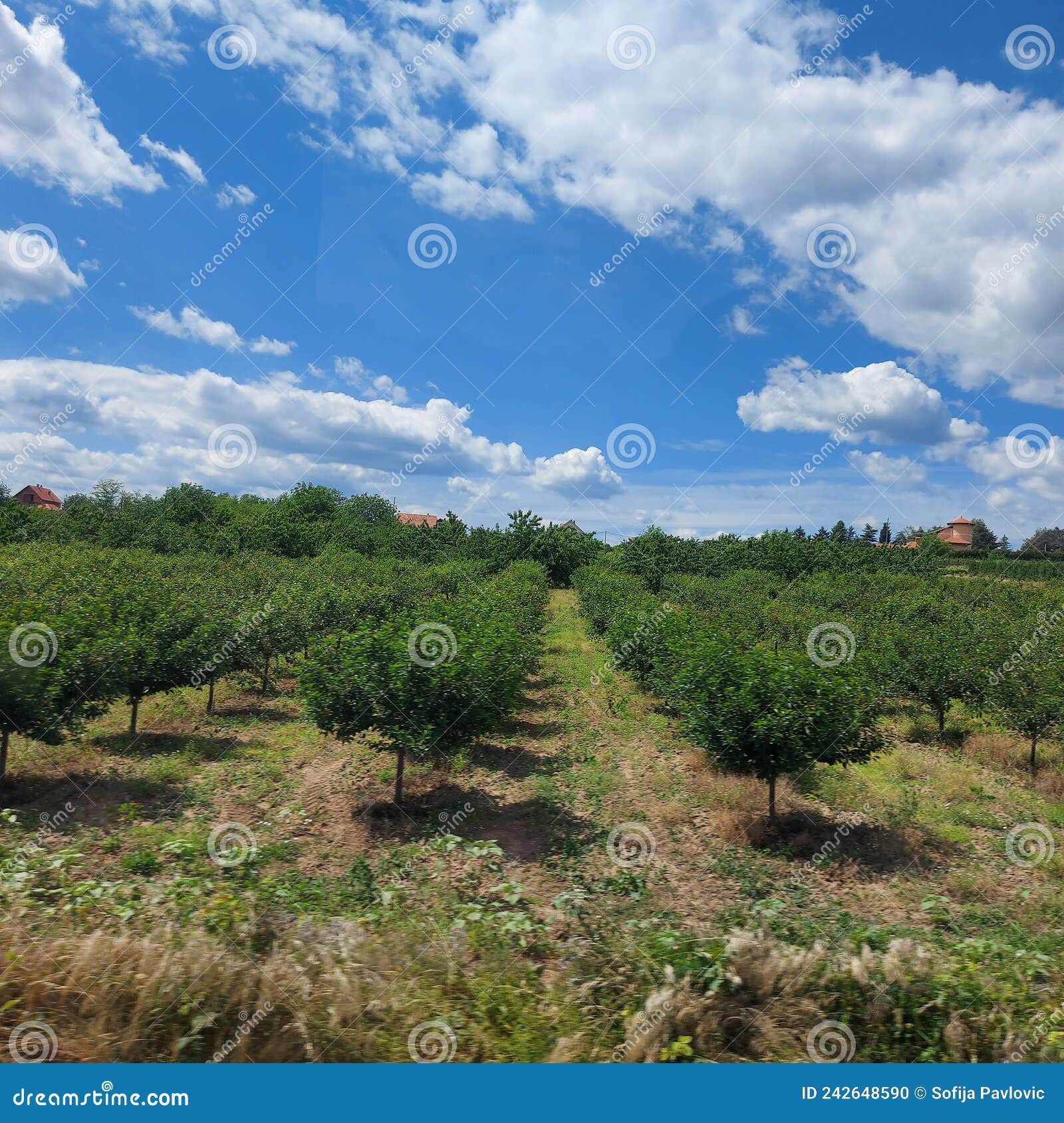 APPLE TREE and BLUE SKY stock photo. Image of apple 242648590