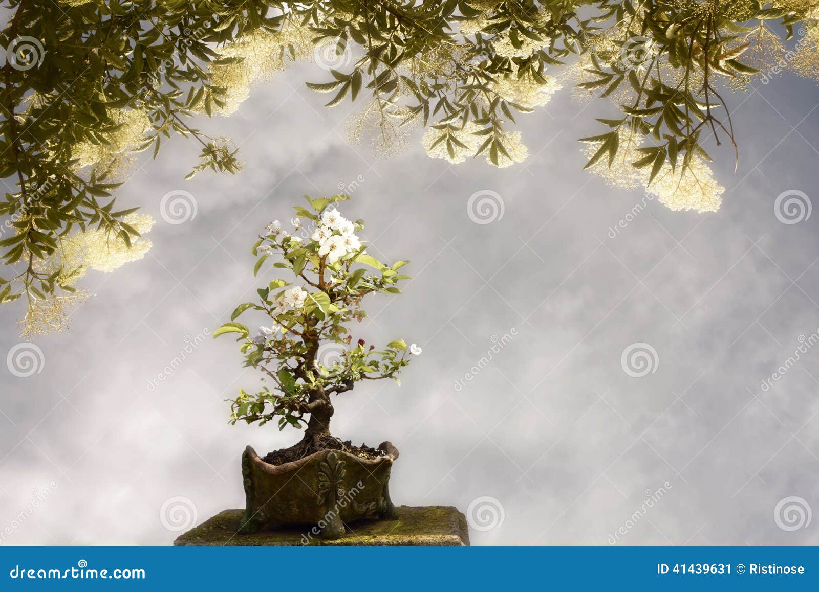 555 Banzai Trees Royalty-Free Images, Stock Photos & Pictures