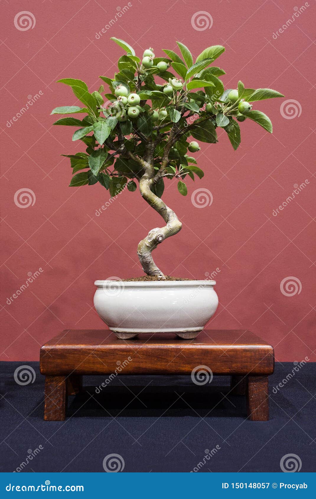 Apple tree bonsai stock image. Image of garden, bonsai 150148057