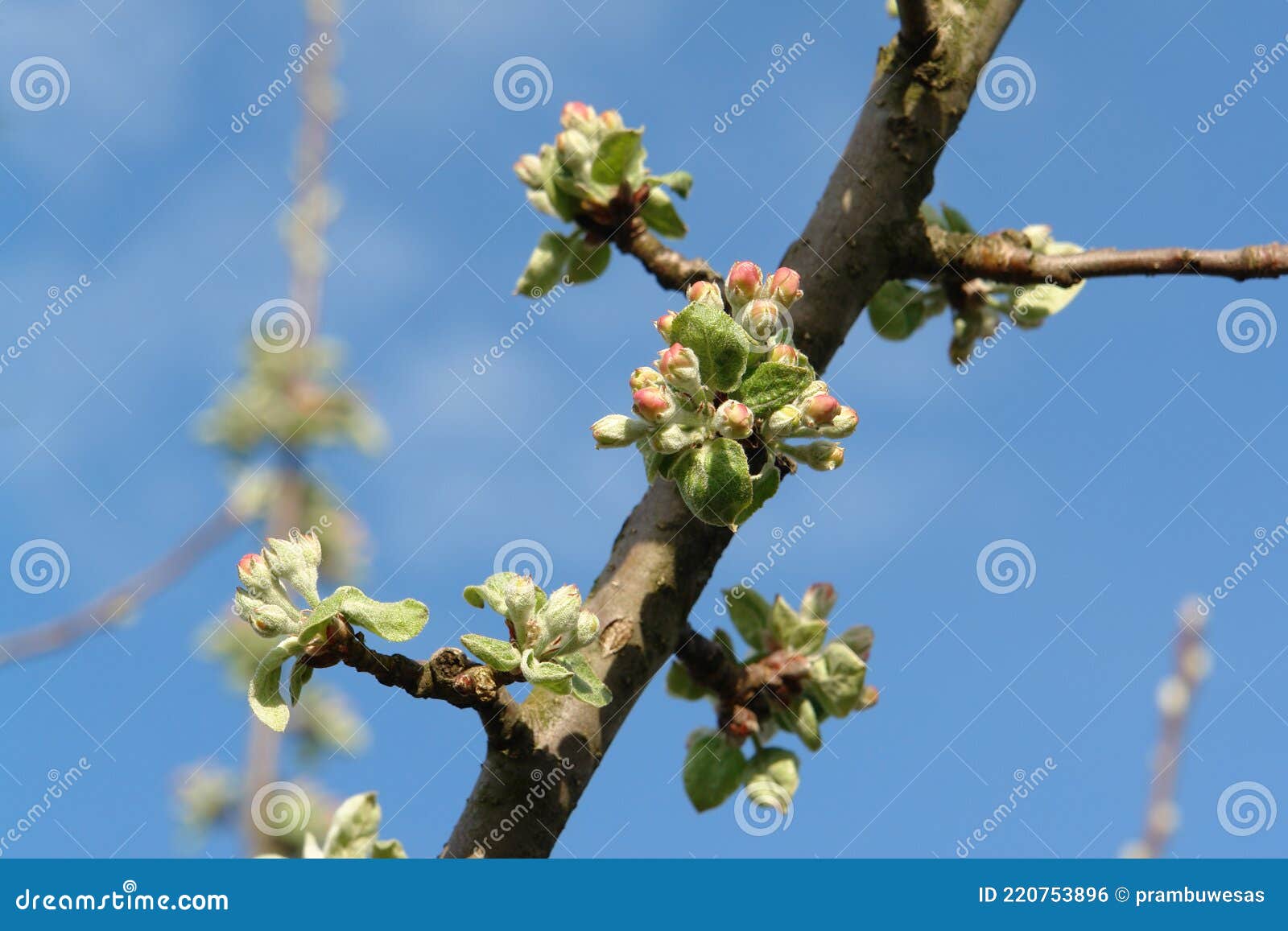 Apple Tree Branch with Flower Buds at the Pink Bud Stage Against the