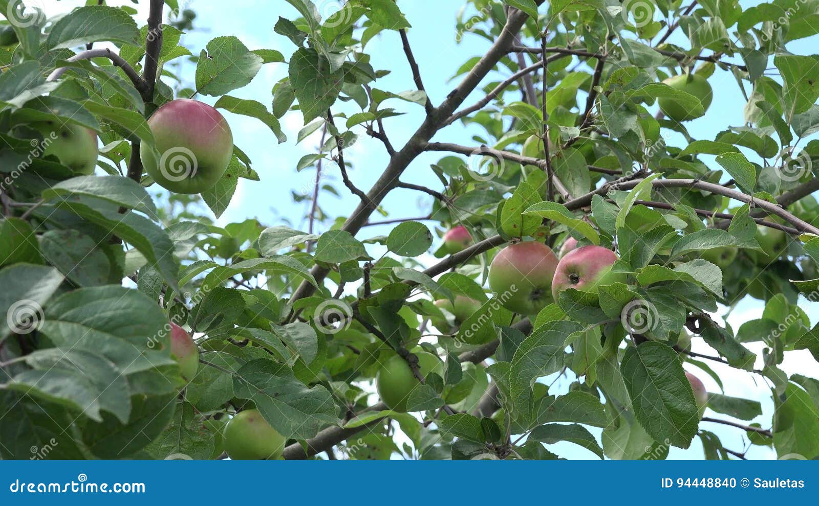 Apple Tree Branch Fruit Swing On Wind In Blue Sky Background 4k Stock Footage Video Of Healthy Background 94448840