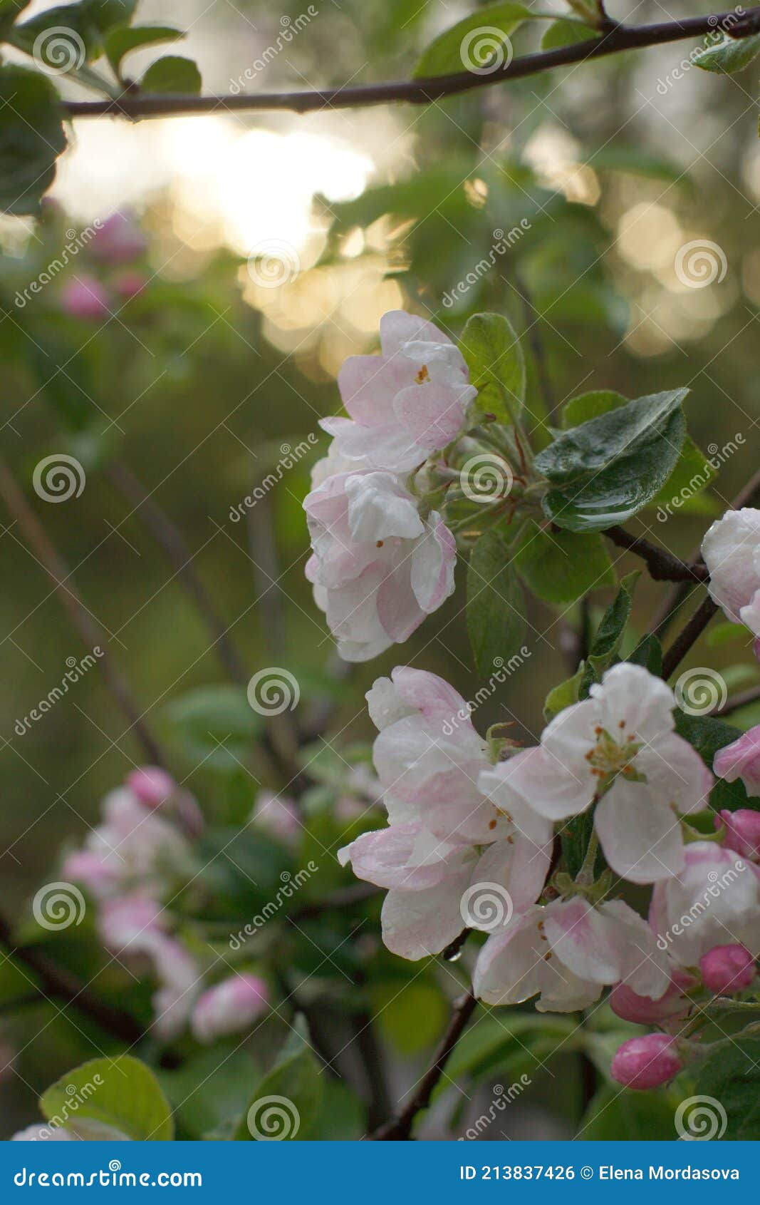 Apple Tree Branch with Pink Flowers at Sunset Stock Photo Image of
