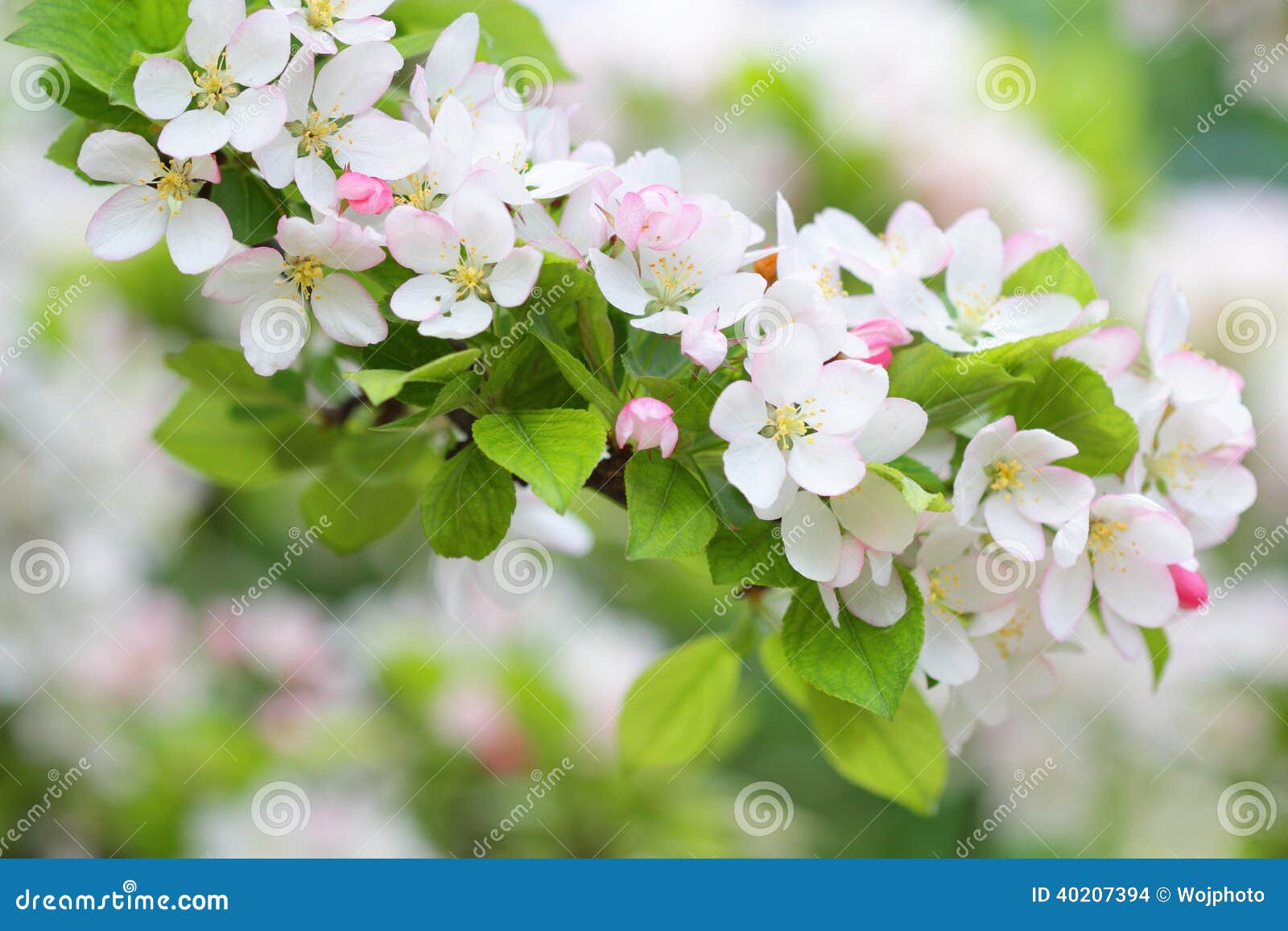 Apple Tree Branch with Pure White Blossoms Stock Photo Image of