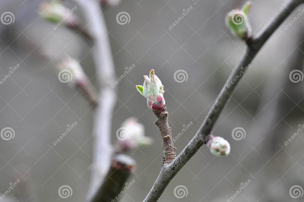 Apple tree bud closeup stock image. Image of branch, macro 30367251