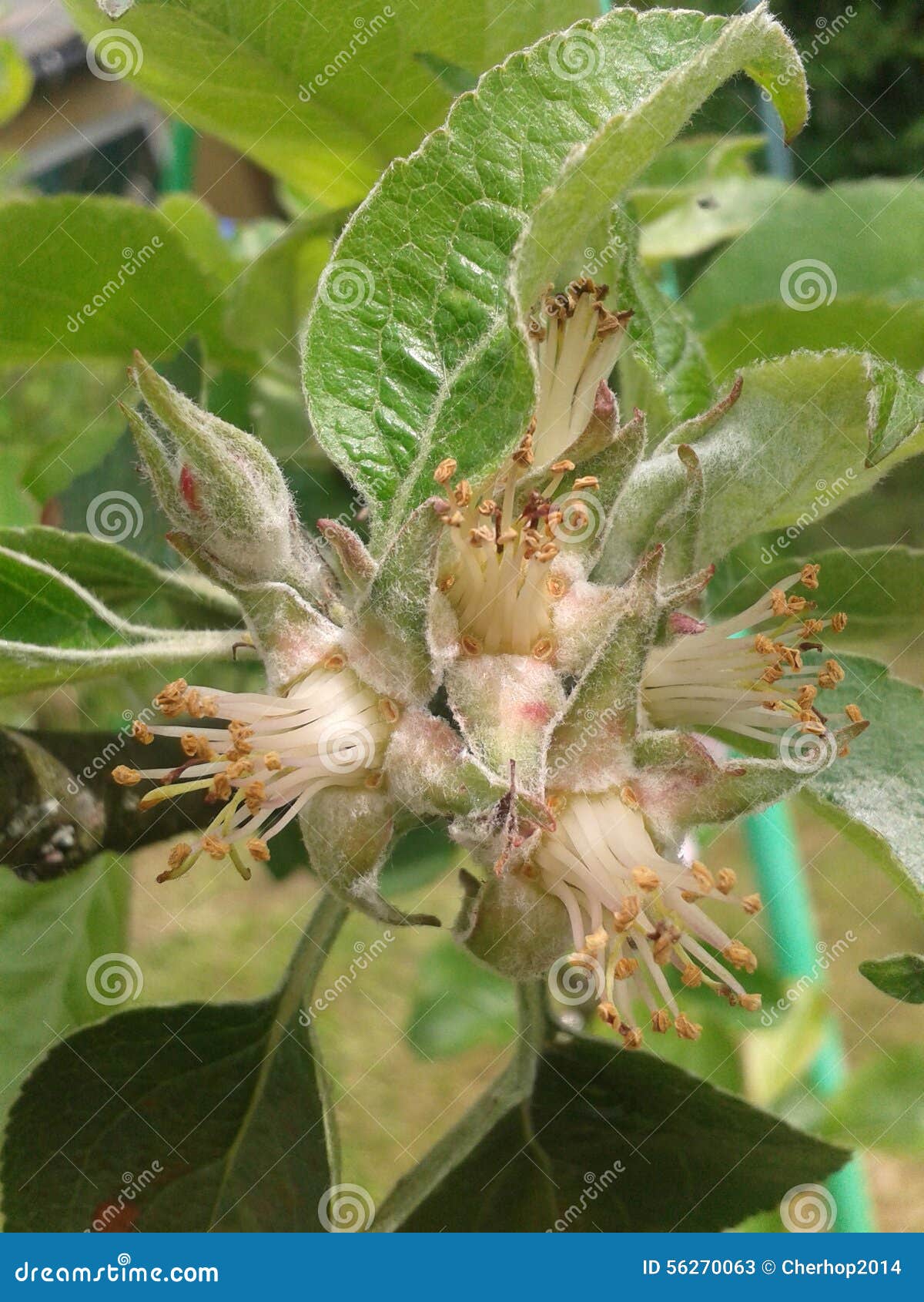 GRENADIER SELFFERTILE Apple Tree Budd Blossom Flower Fruit Tree Stock