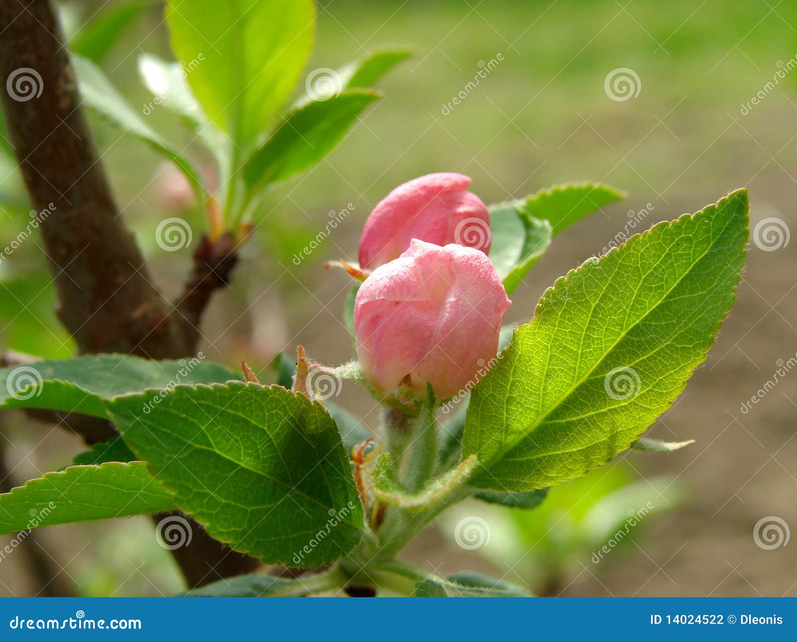 Apple tree buds stock photo. Image of nature, springtime 14024522