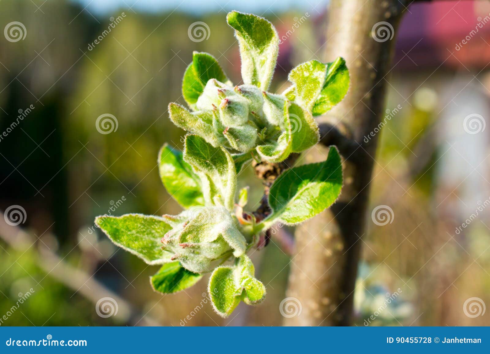 Apple Tree Buds and Leaves Closeup Stock Photo Image of buds, flower