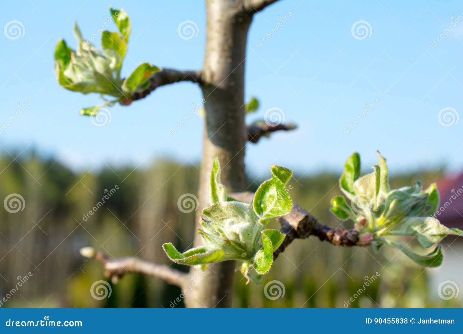 Apple Tree Buds and Leaves Closeup Stock Photo Image of branch, buds