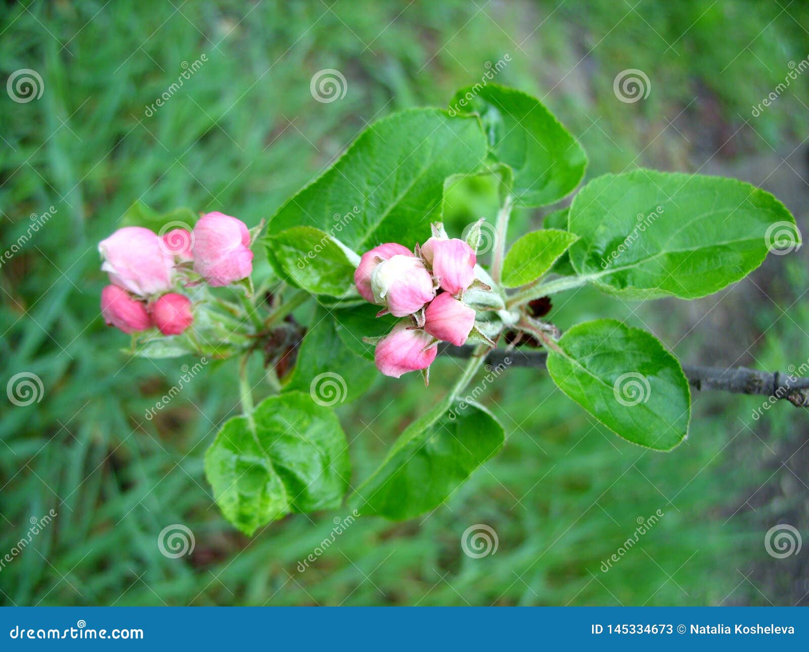 Apple tree buds stock image. Image of tree, white, summer 145334673