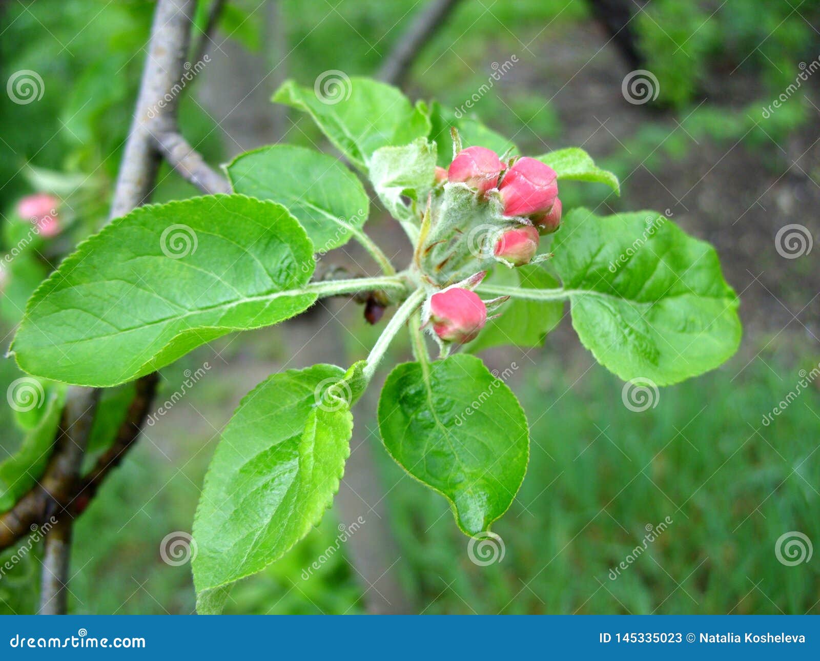 Apple tree buds stock image. Image of foliage, shamrock 145335023