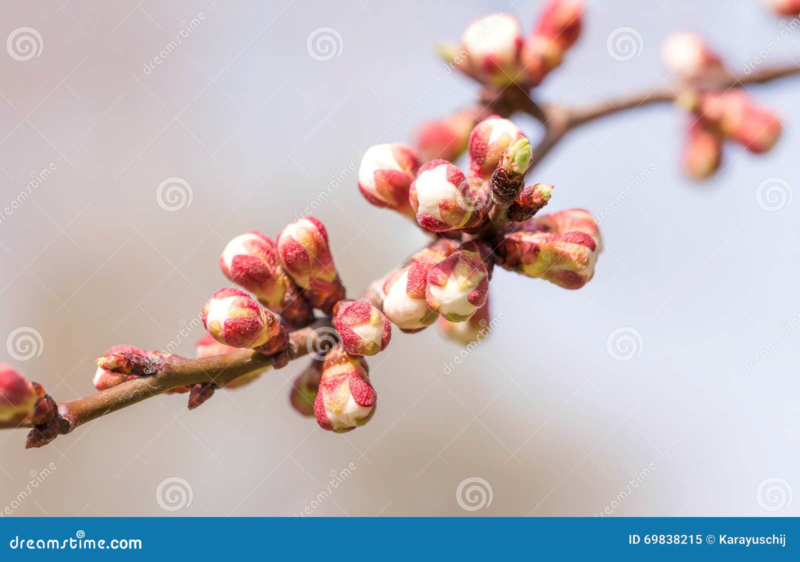 Apple Tree Buds stock image. Image of seasonal, cherry 69838215