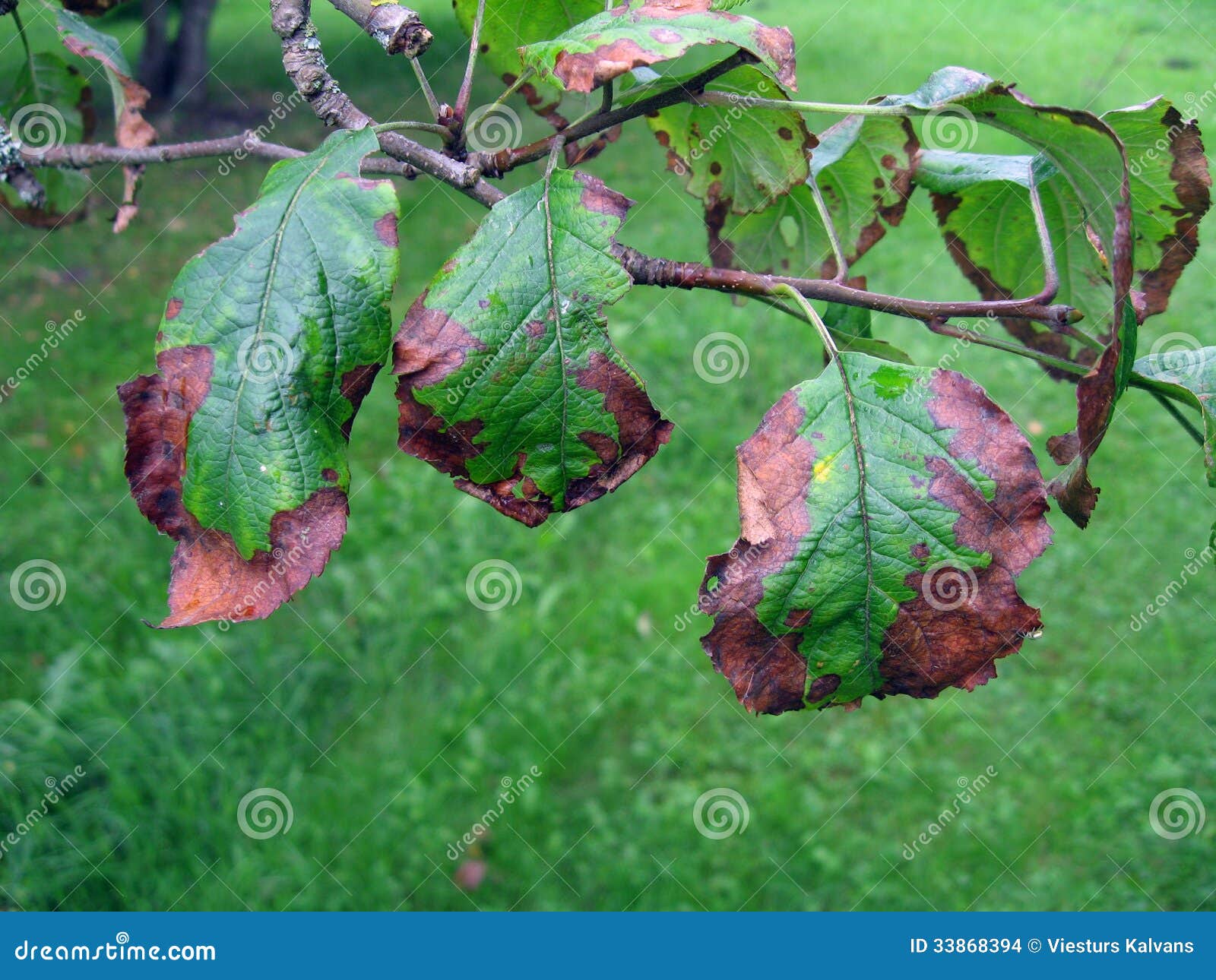 Apple tree disease 2 stock photo. Image of disease, fruit 33868394