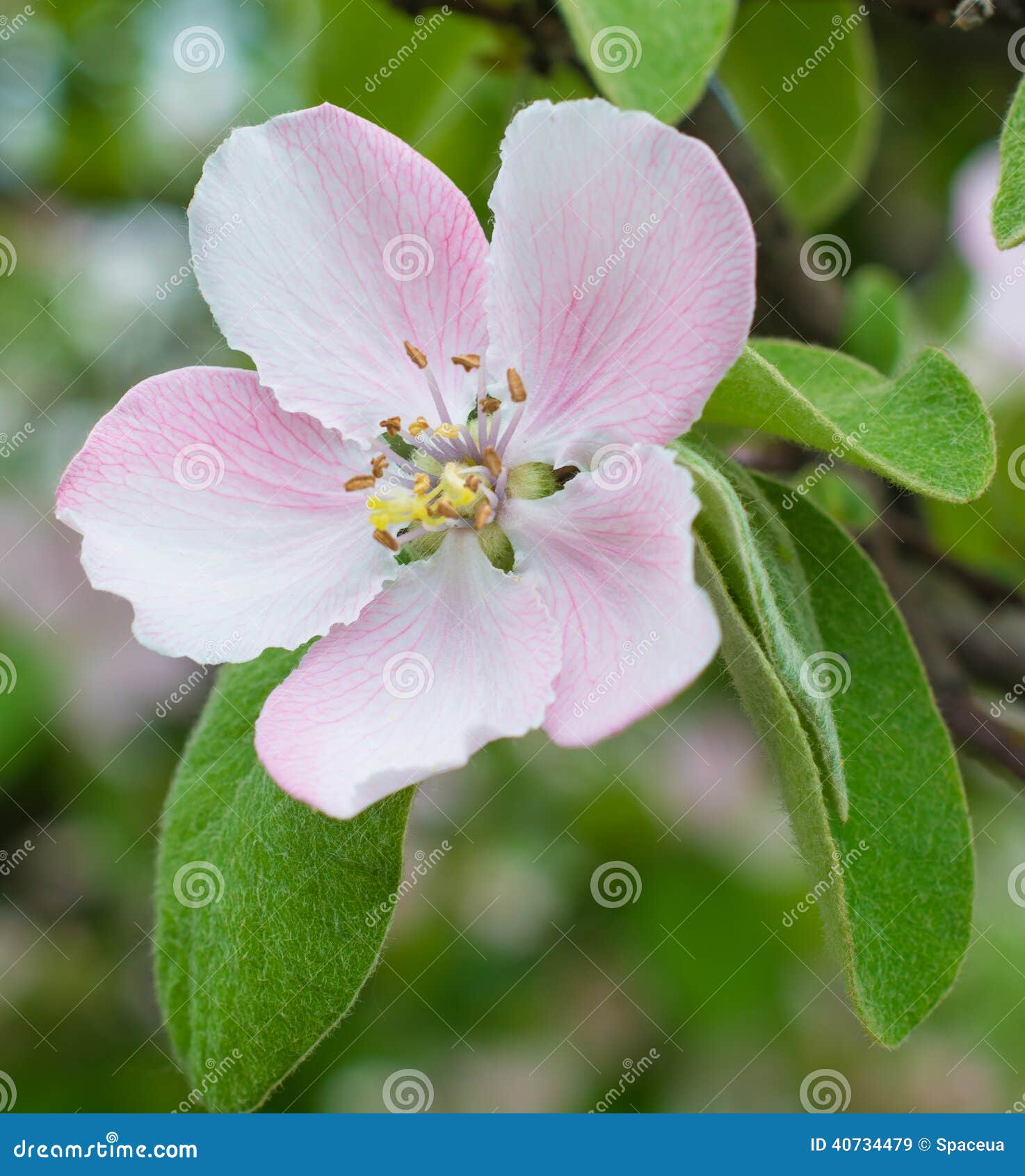 Apple Tree Flower Blossom Stock Image Image Of Blue 40734479