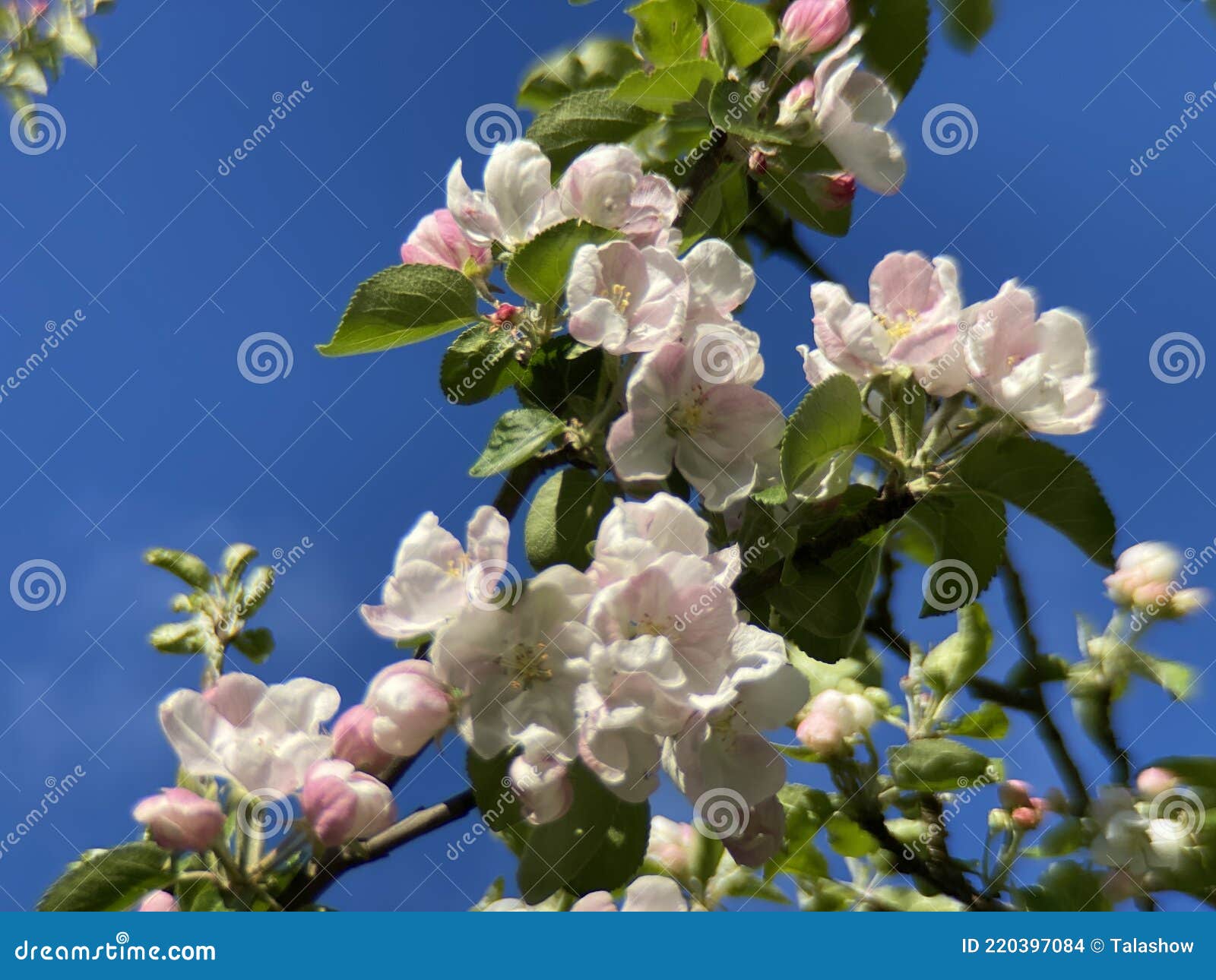 Apple Tree during Flowering Day Photo Stock Photo Image of plant