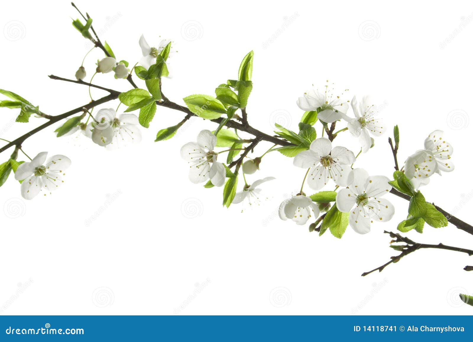 Appletree flowers stock image. Image of clear, orchard 14118741