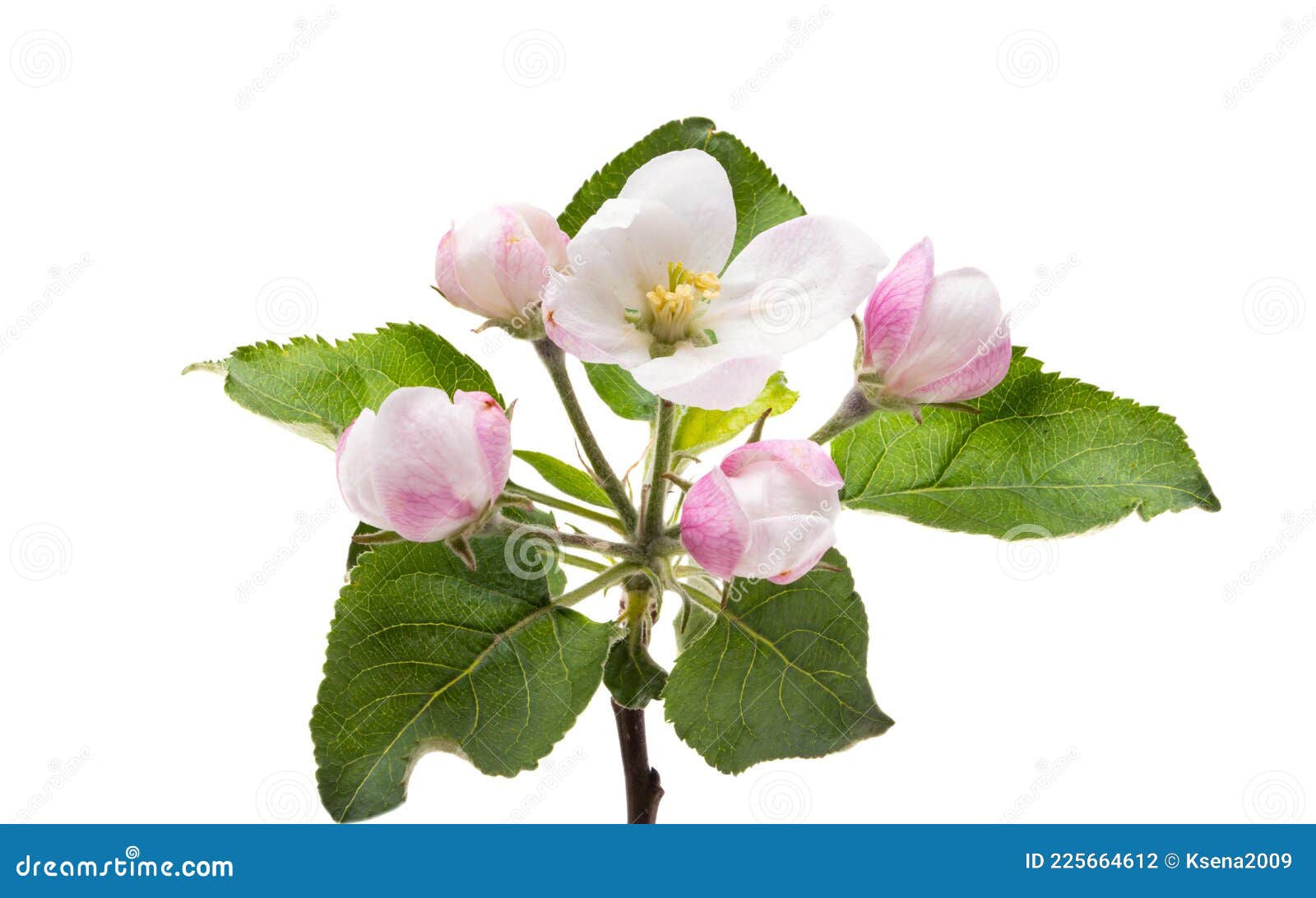 Apple Tree Flowers Isolated Stock Photo Image of pattern, freshness