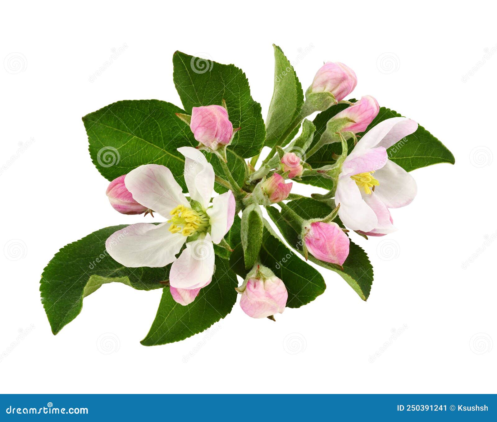 Apple Tree Flowers, Leaves and Buds Isolated Stock Image Image of flower, freshness 250391241