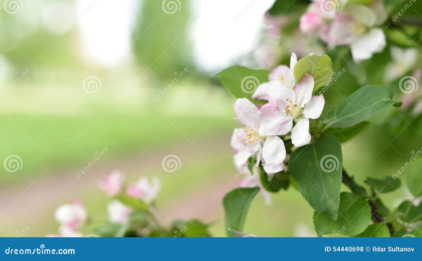 Apple tree flowers stock photo. Image of background, garden 54440698