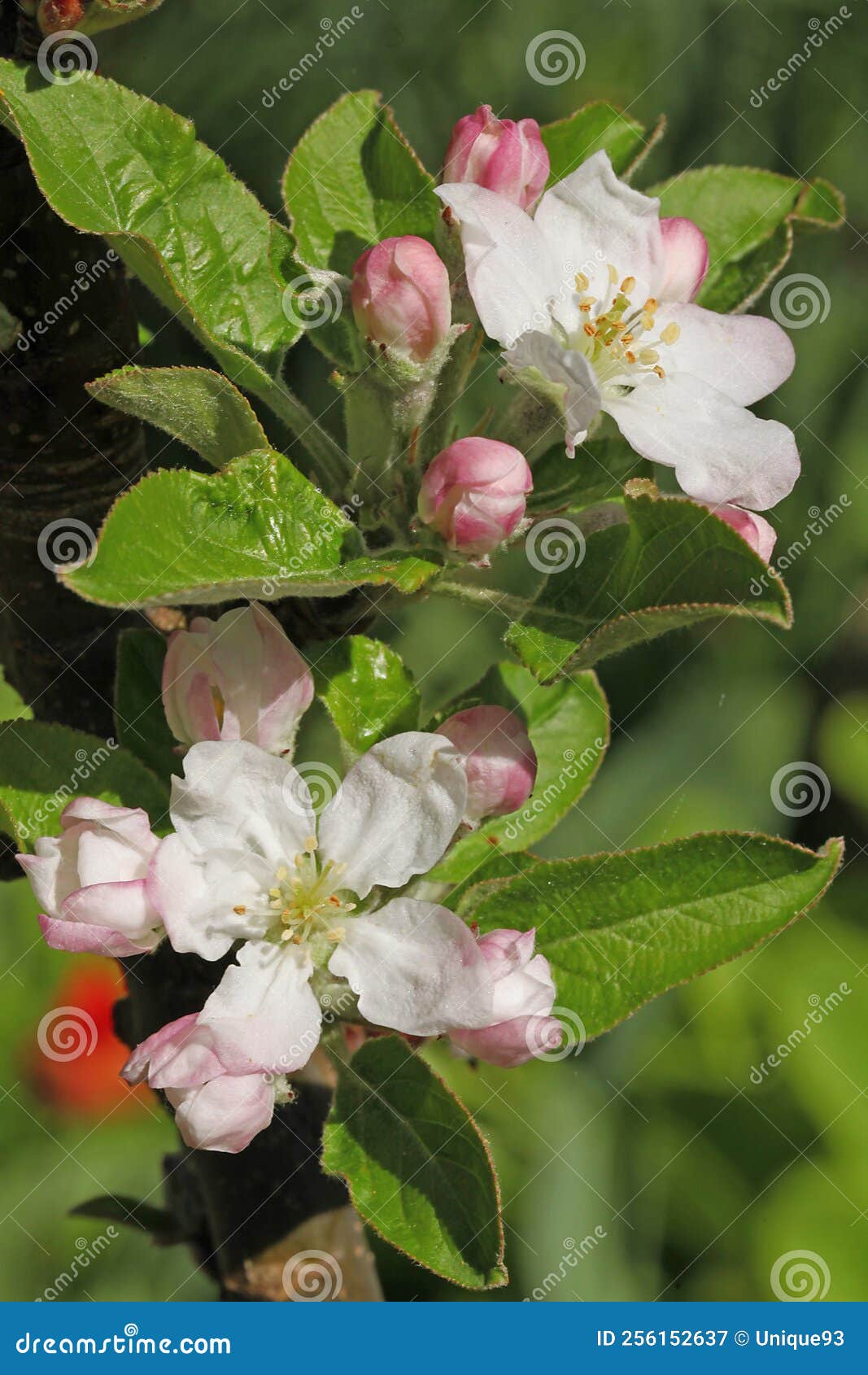 Apple tree flowers stock image. Image of stamen, flower 256152637