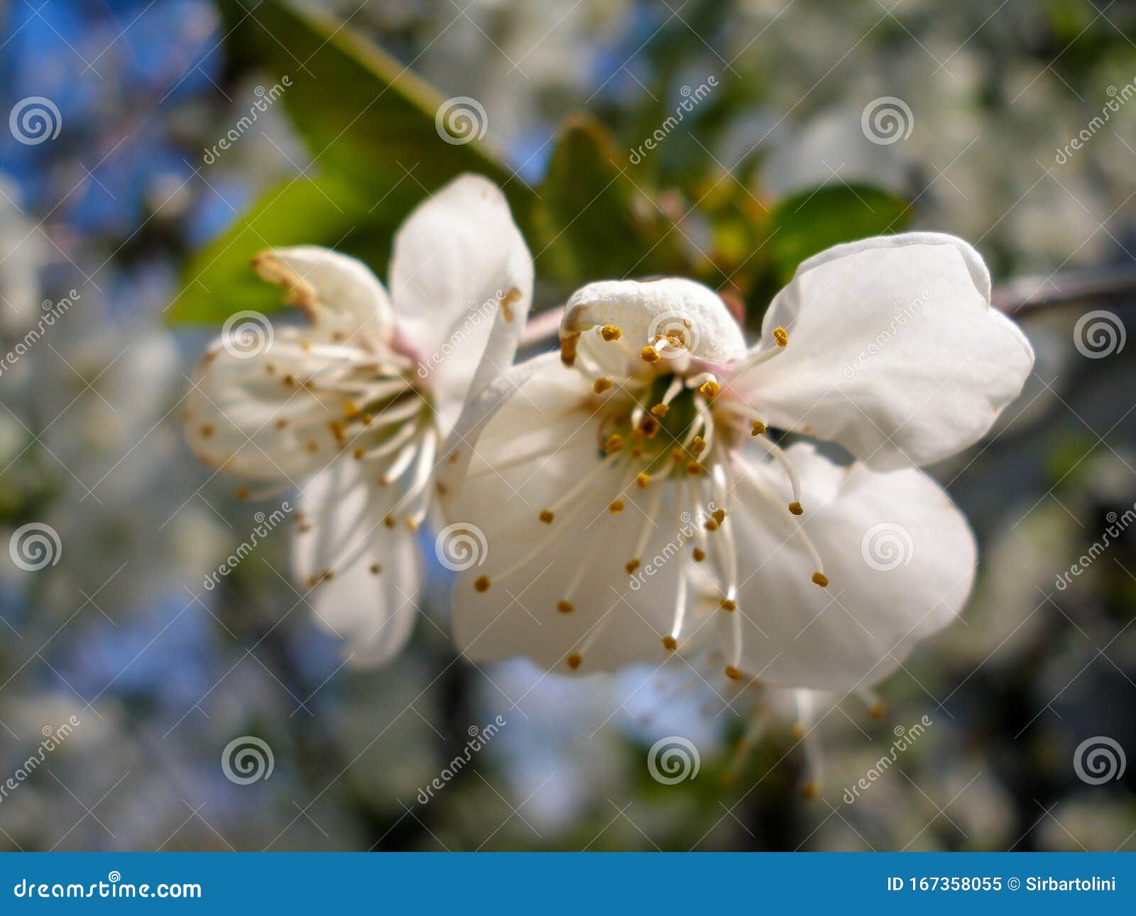 Apple Tree Flowers in Spring Apple Orchard Stock Image Image of tree