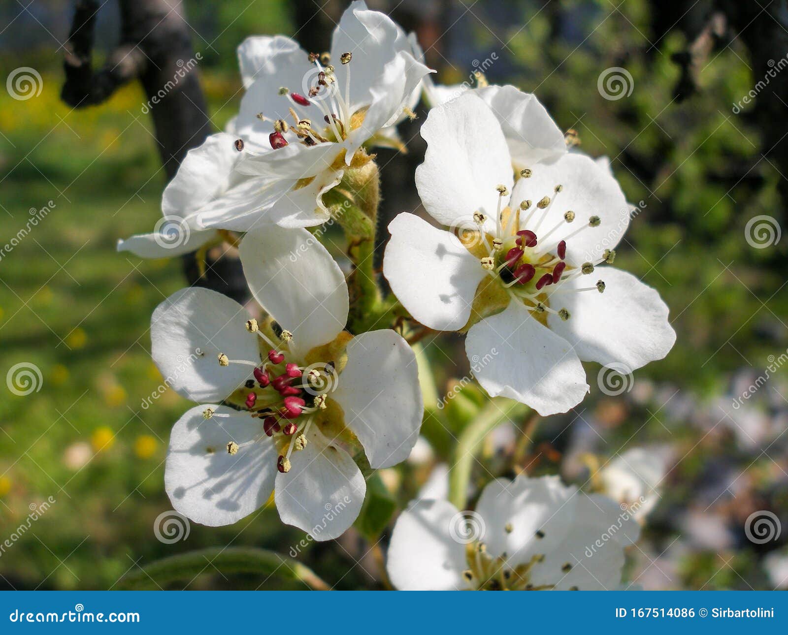 Apple Tree Flowers in Spring Apple Orchard Stock Photo Image of plum