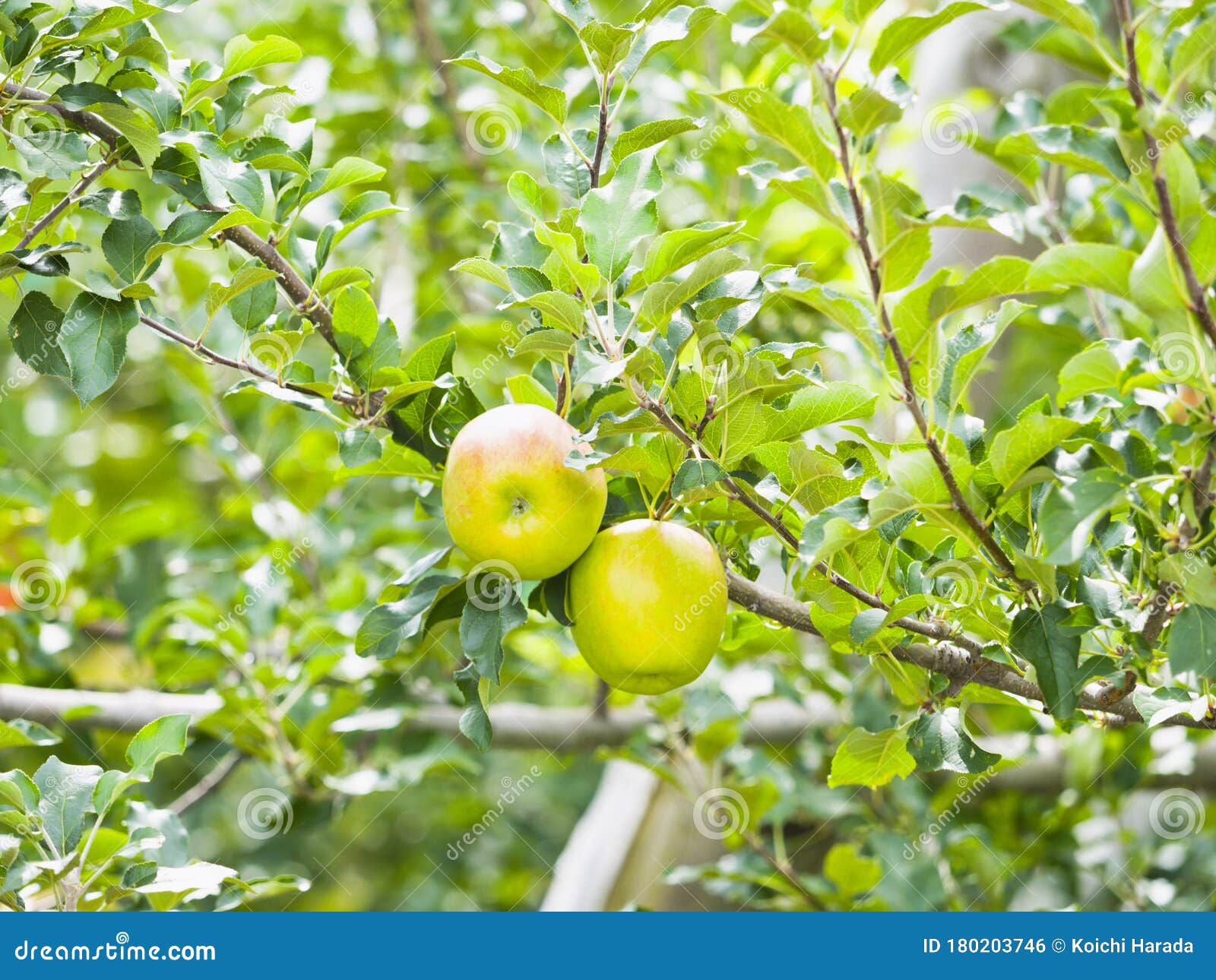 Apple Tree and Fruit Apples Stock Photo Image of plantation