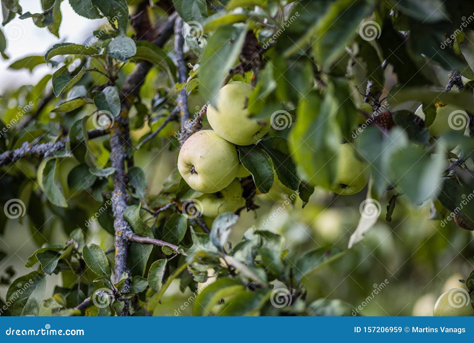 Apple Tree Full With Harvest Ready Tasty Fruits Stock Image