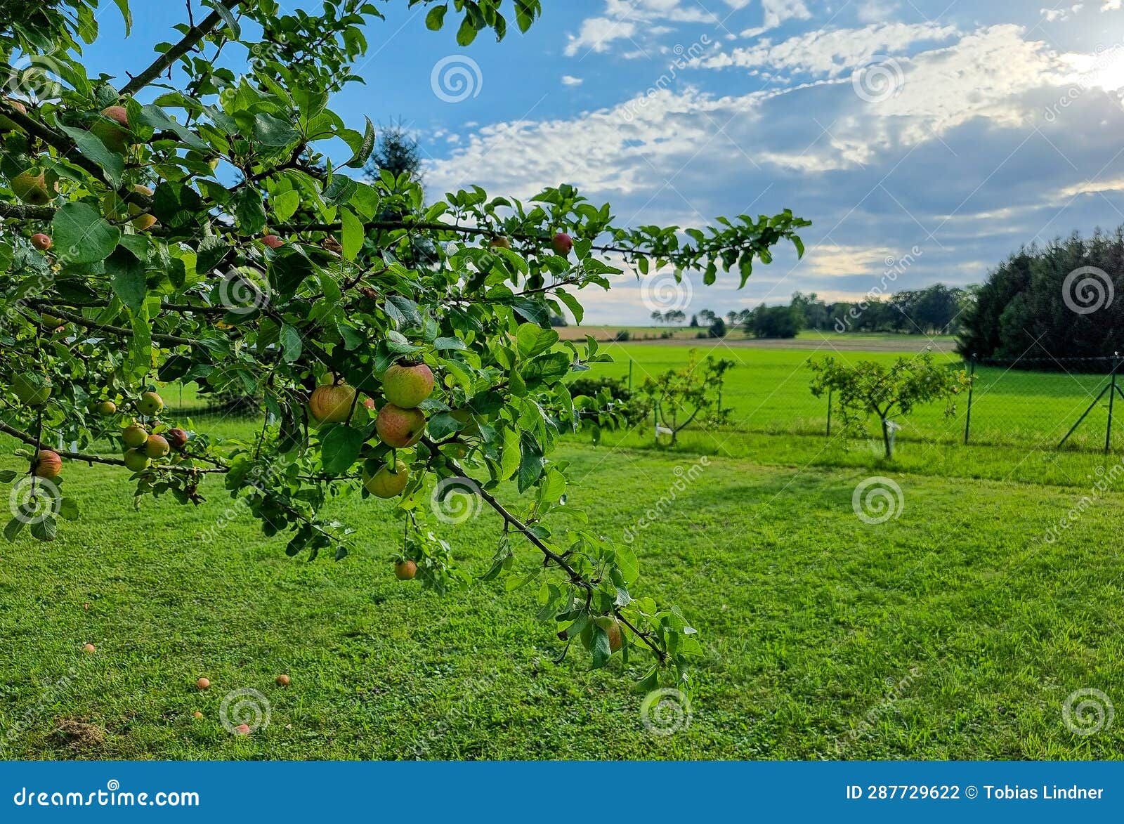 Apple tree in the garden stock photo. Image of plantation 287729622