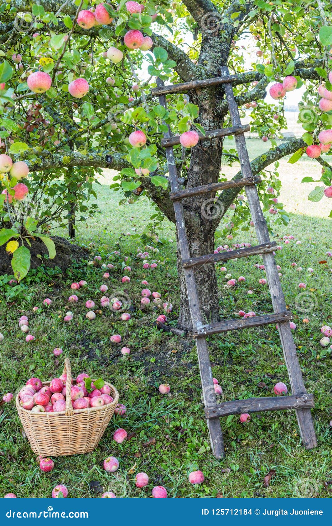 Apple Tree Garden in Early Morning with Basket with Apples and Ladder ...