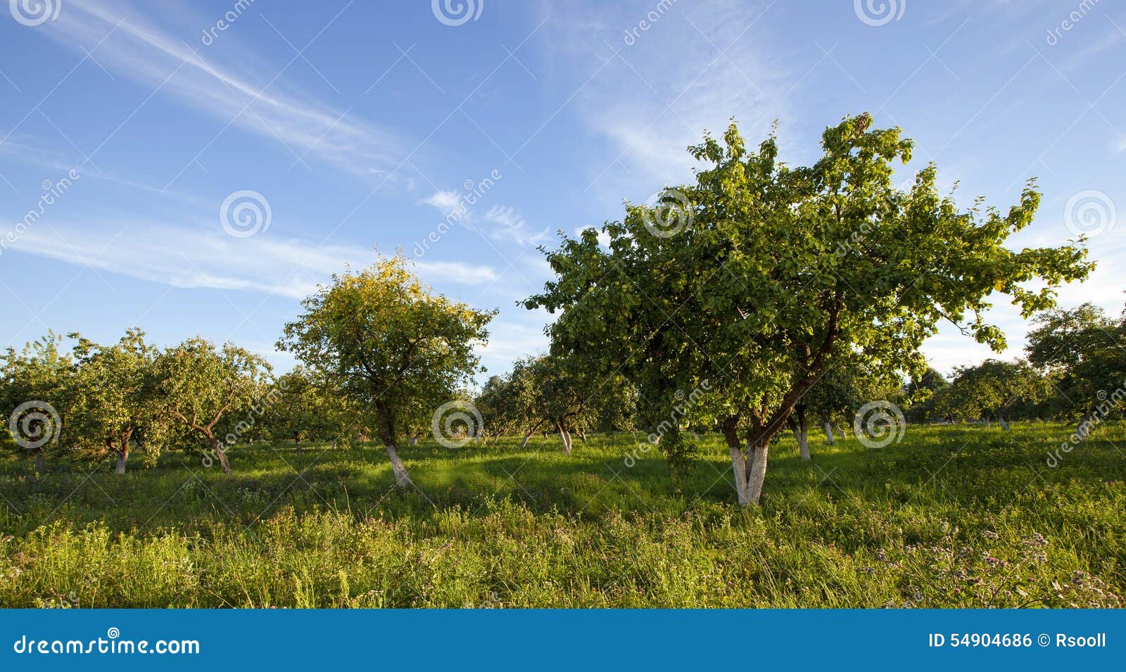 Appletree garden stock photo. Image of green, cultivated 54904686