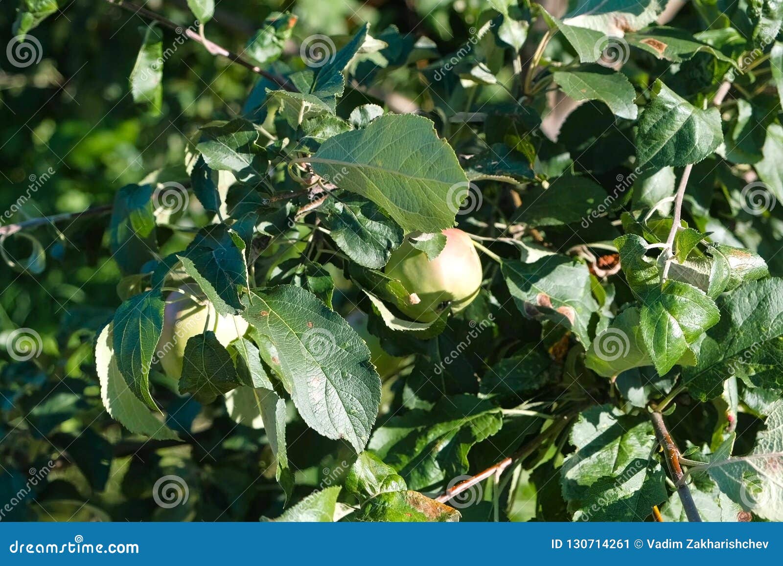 Apple Tree with Green Apples in the Garden. Stock Image Image of