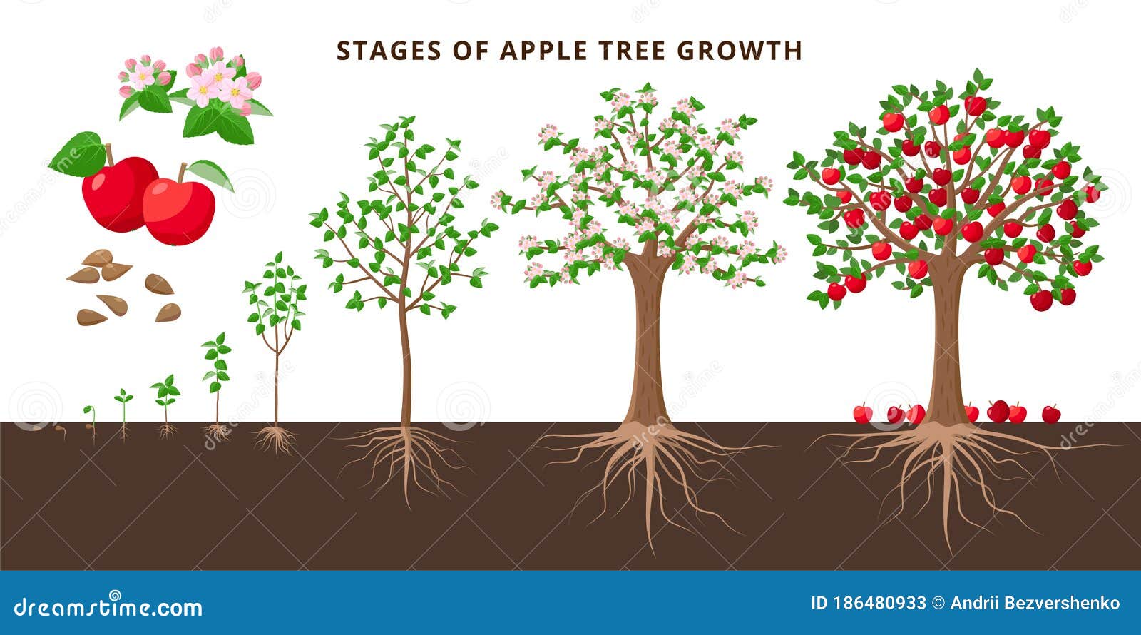 Apple Tree Growing Stages Botanical Illustration In Flat Design apple-tree-growing-stages-botanical-illustration-in-flat-design