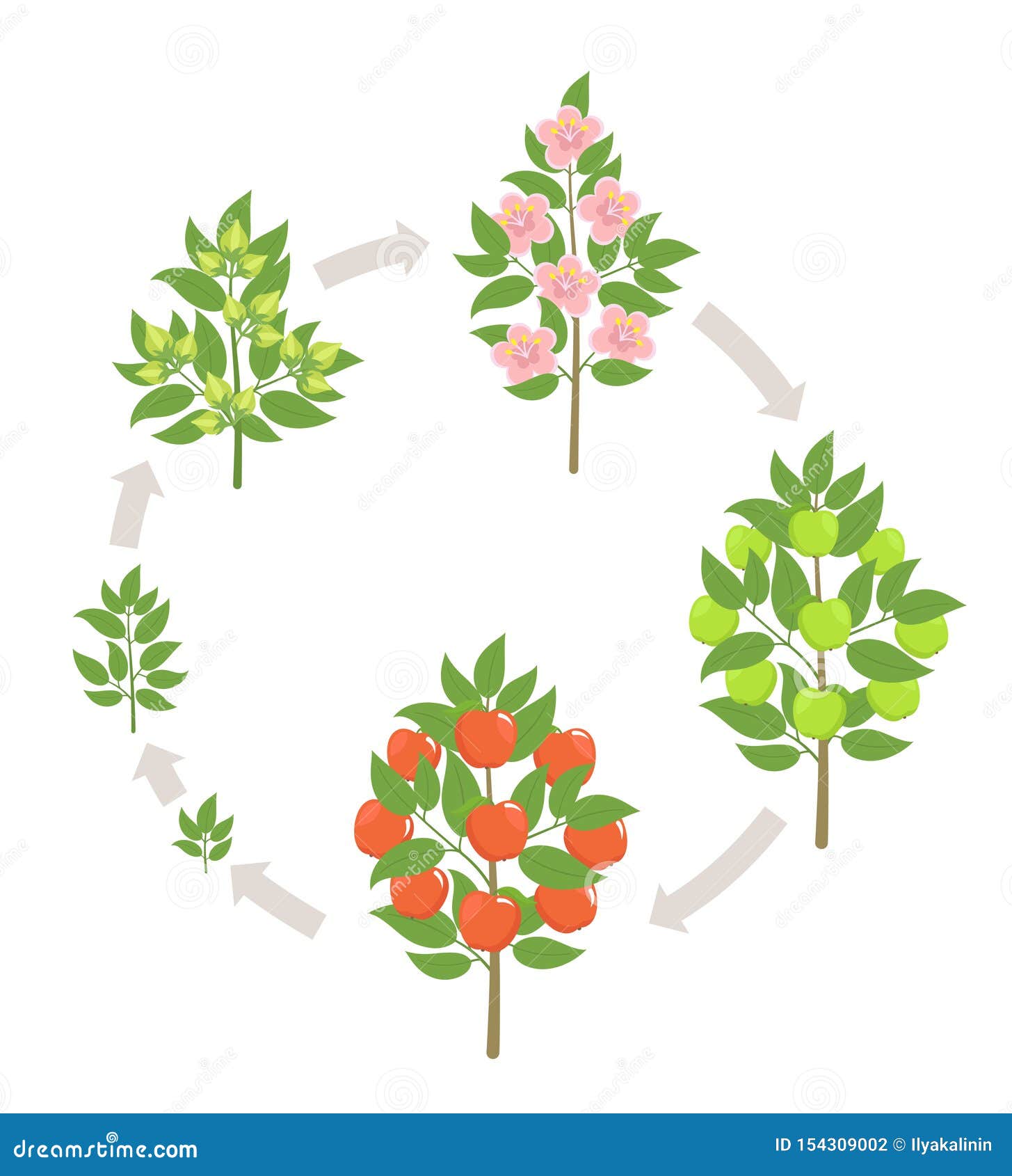 Apple Tree Growth Stages. Vector Illustration. Ripening Period Progression.  Fruit Tree Life Cycle Animation Plant Stock Vector - Illustration of  farming, period: 154309002