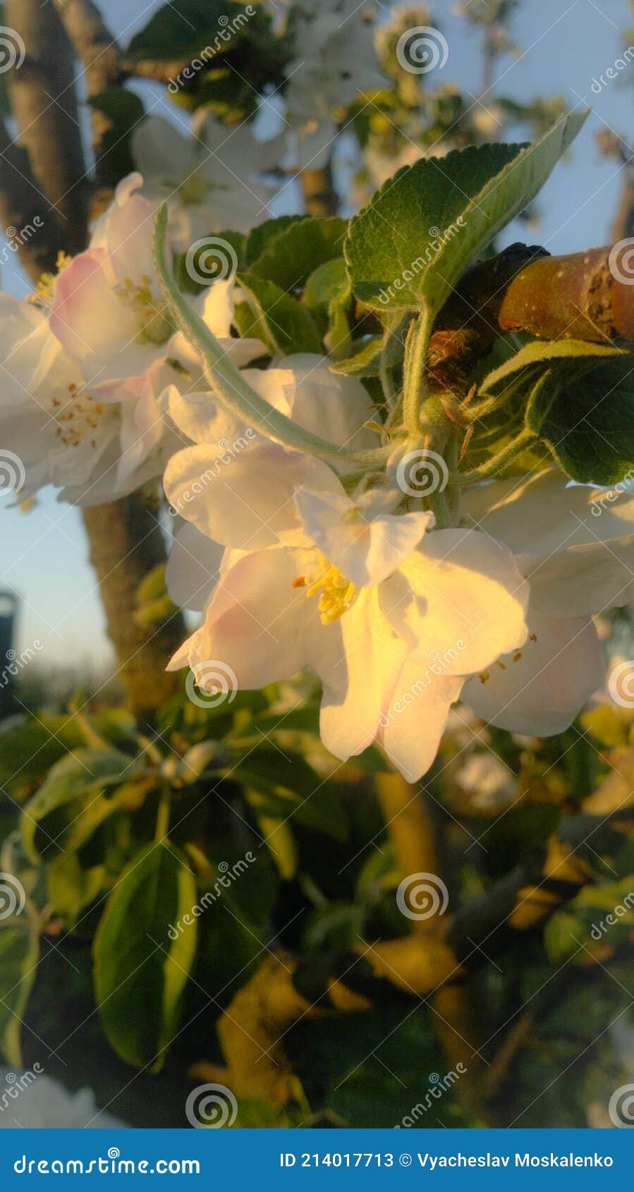 the apple tree has blossomed magnificently.