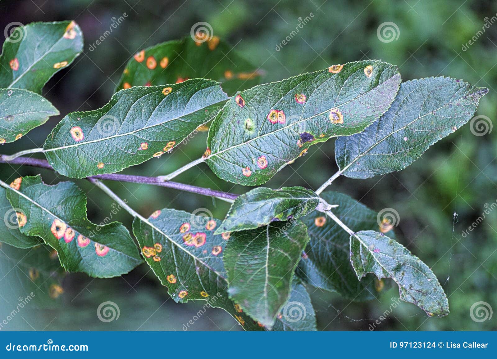 apple tree infected with pear rust.