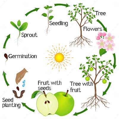 Apple Tree Life Cycle Isolated on White Background. Stock Vector ...