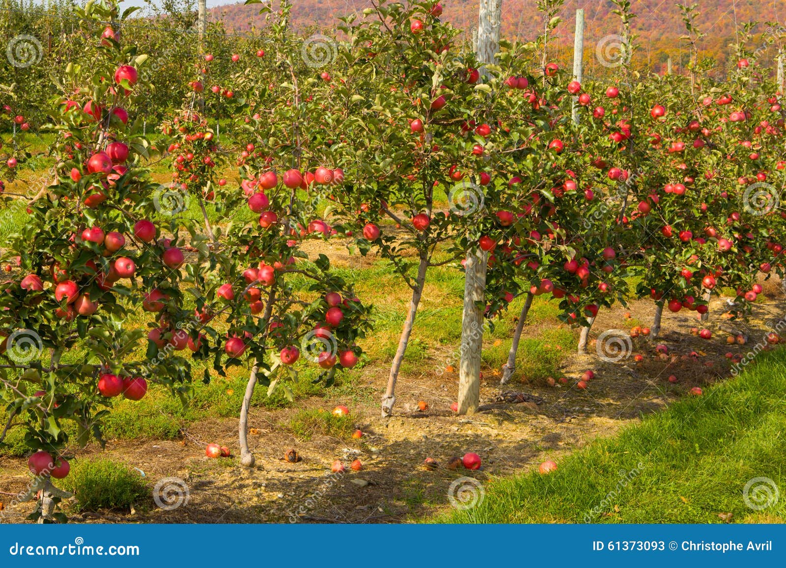Apple tree stock image. Image of colour, shrunk, fresh 61373093