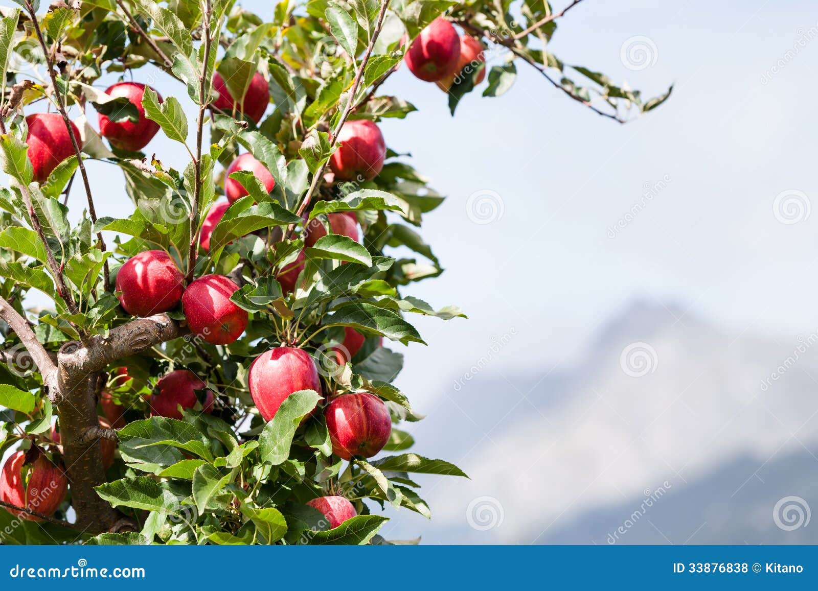 Apple Tree Over Mountain Landscape Stock Photo Image of eating
