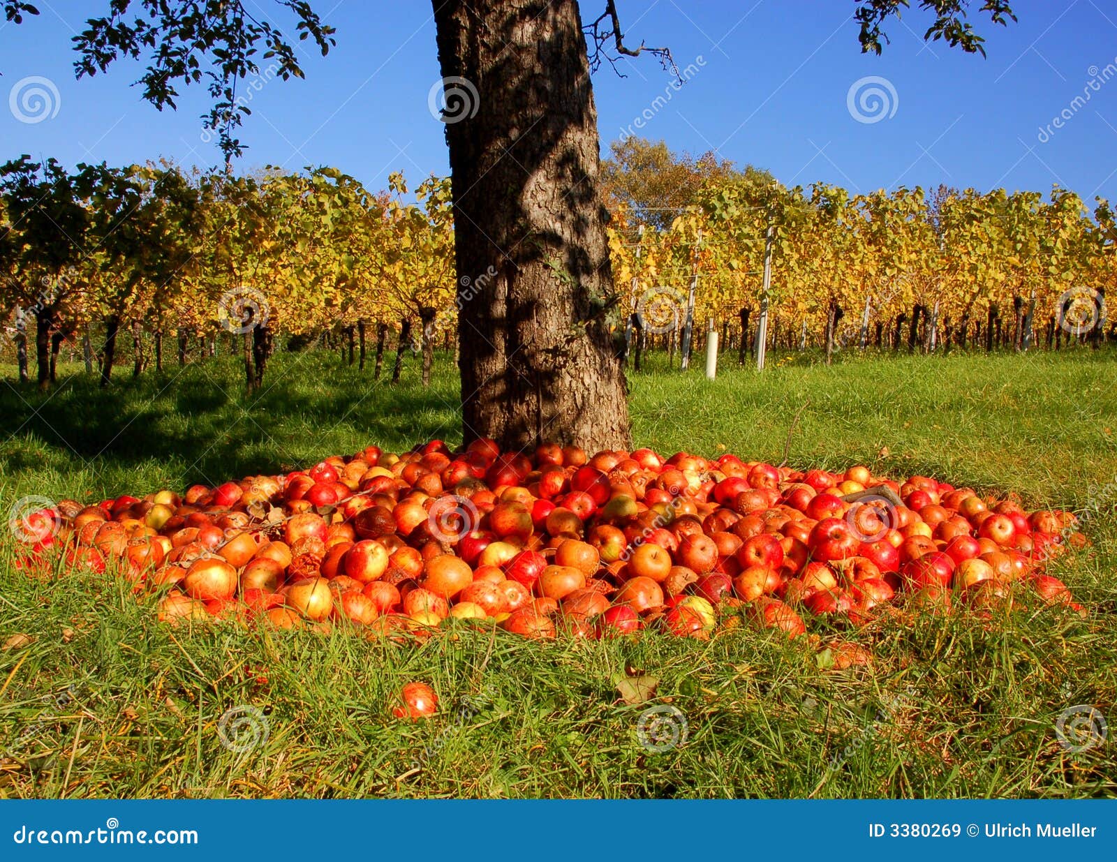 Apple Tree and vineyard stock image. Image of collection 3380269