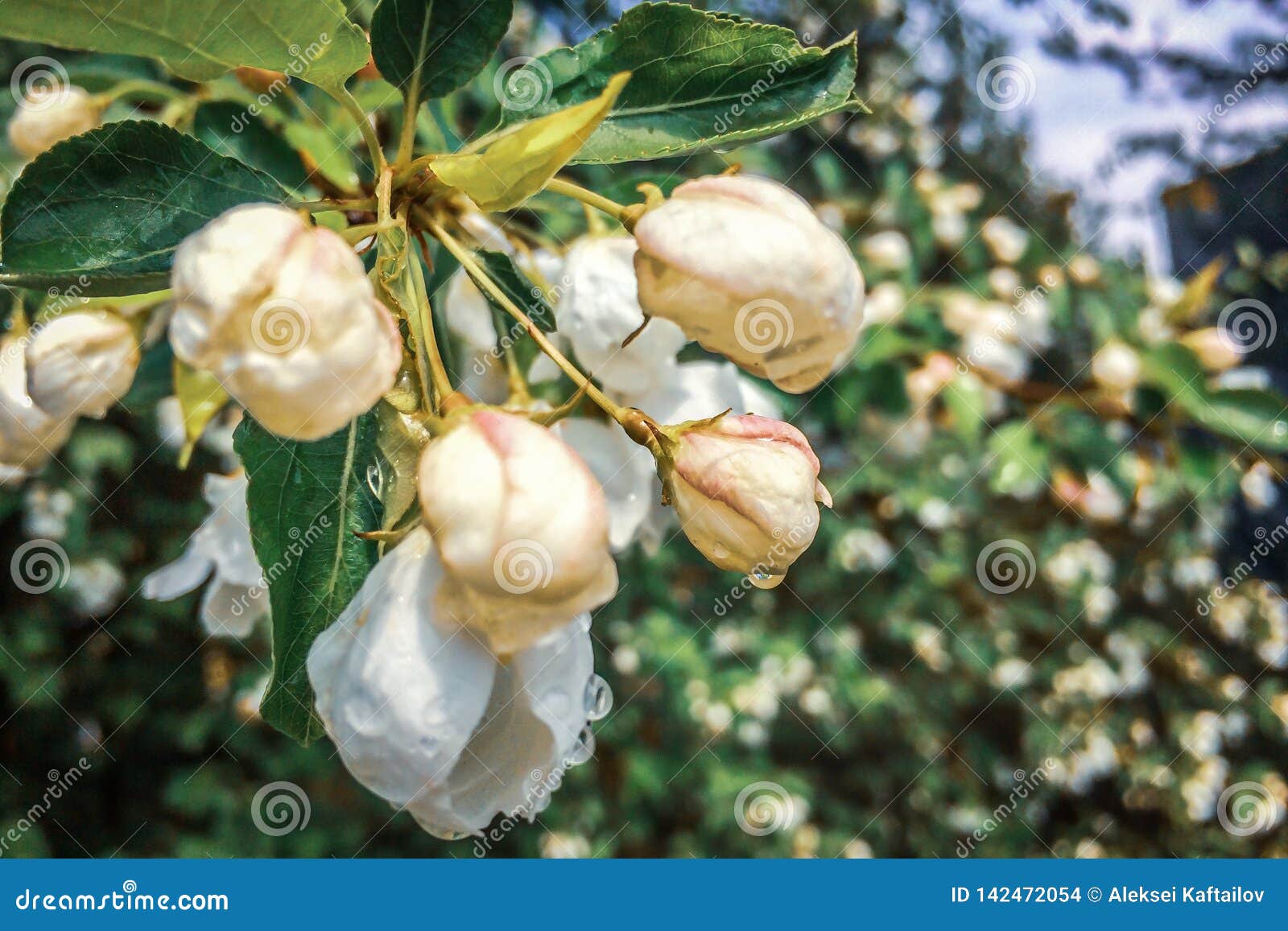 Apple Tree White Blossom Flowers Stock Photo Image of macro, green