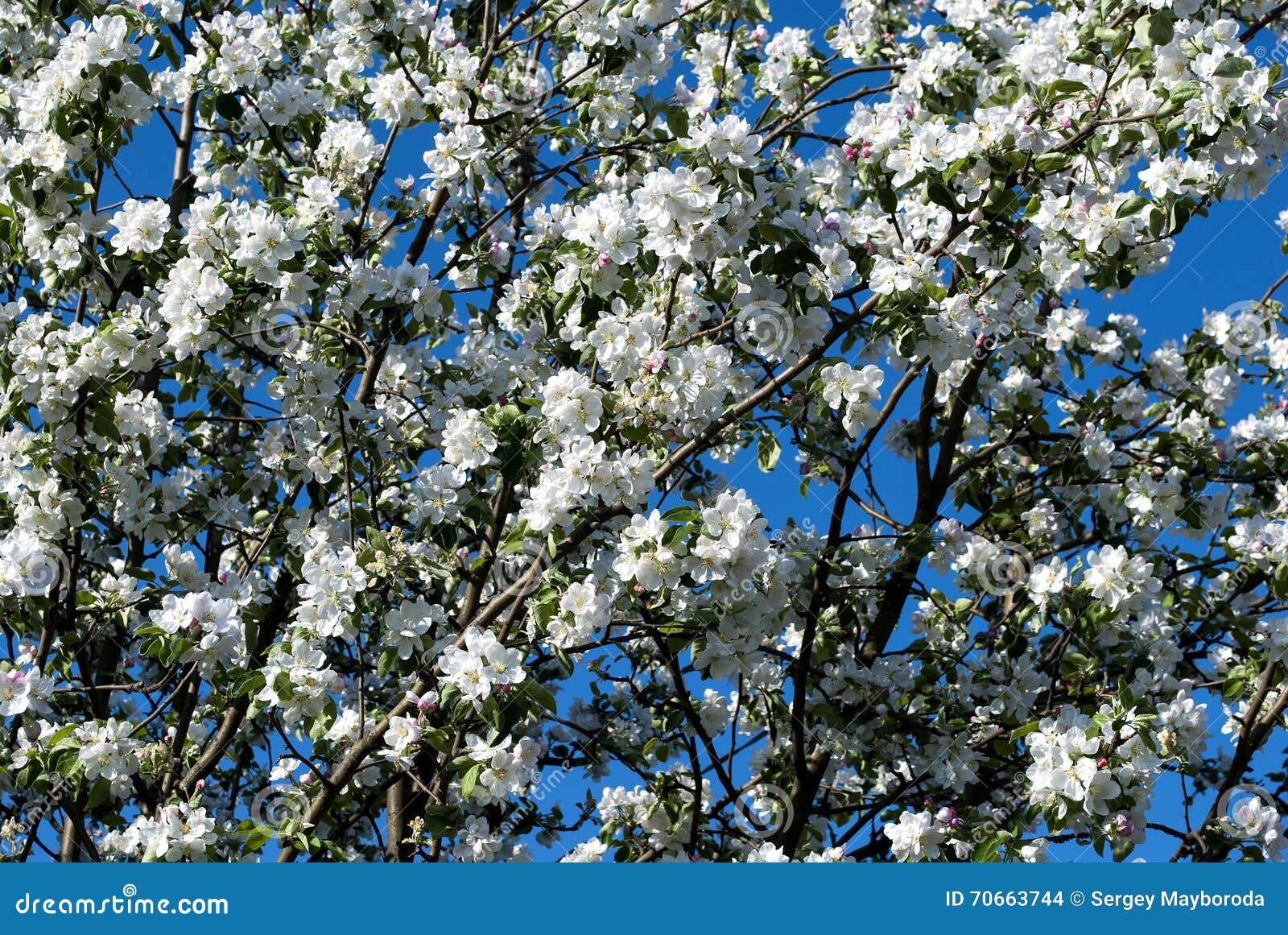 Apple Tree in White Blossom Stock Photo Image of broad, garden 70663744