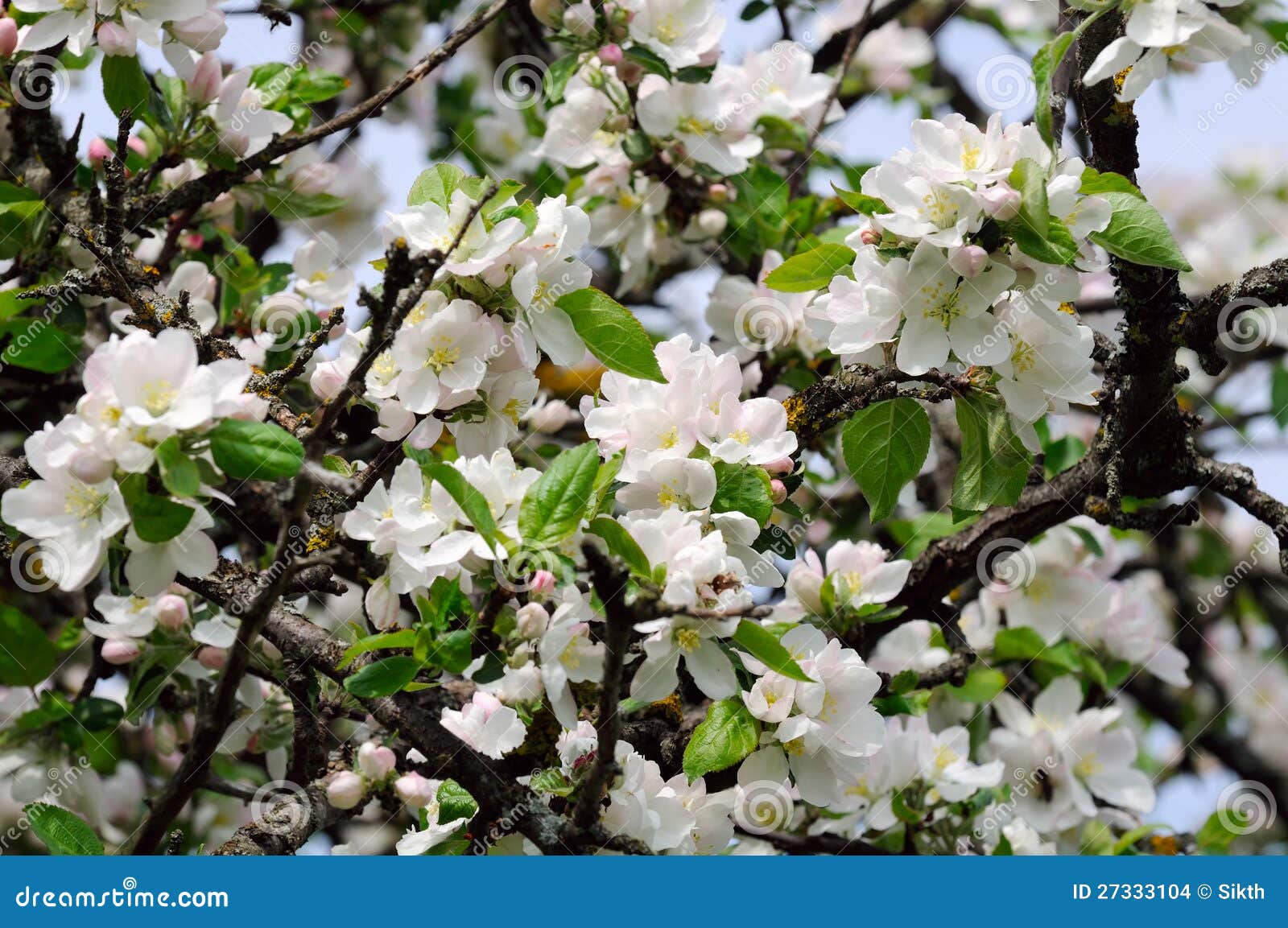 White Blossoms Of Amelanchier Canadensis, Serviceberry, Shadberry Or