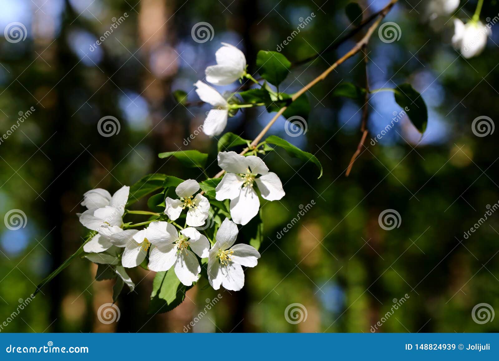 Apple tree white flowers stock image. Image of enjoy 148824939