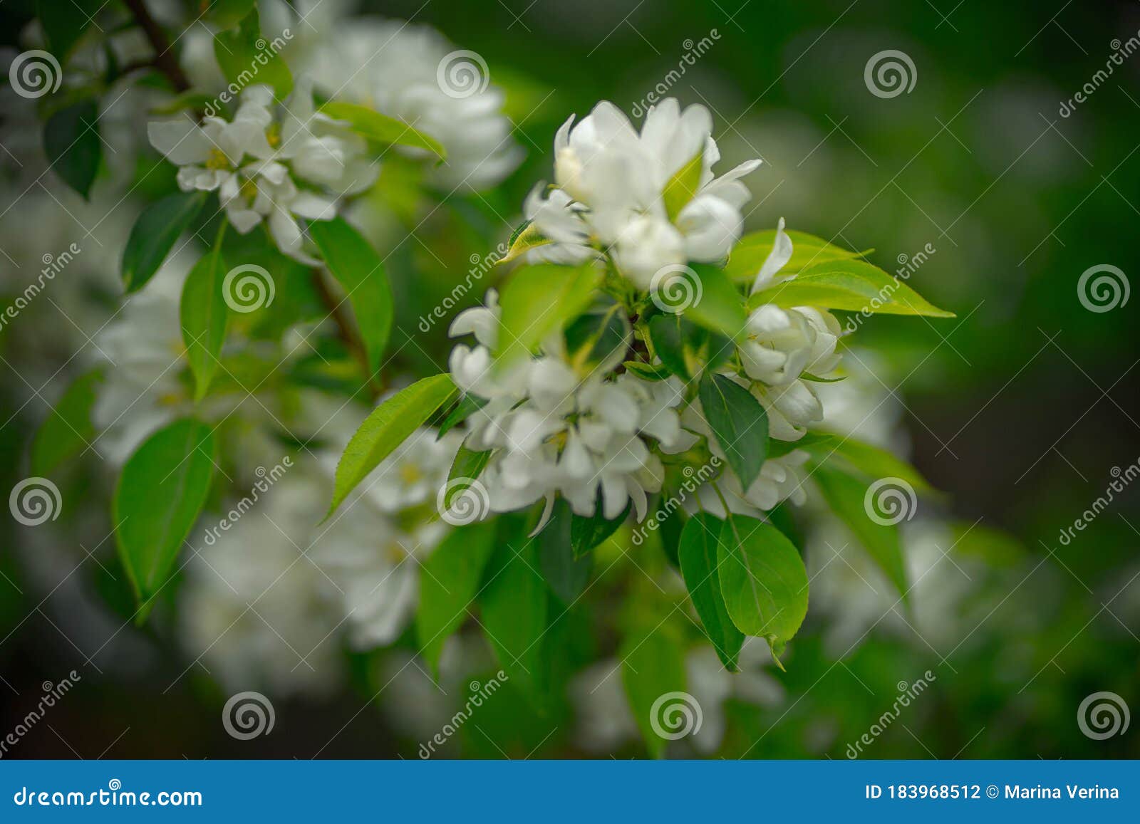 Apple Tree with White Flowers and Yellow Buds Stock Photo Image of