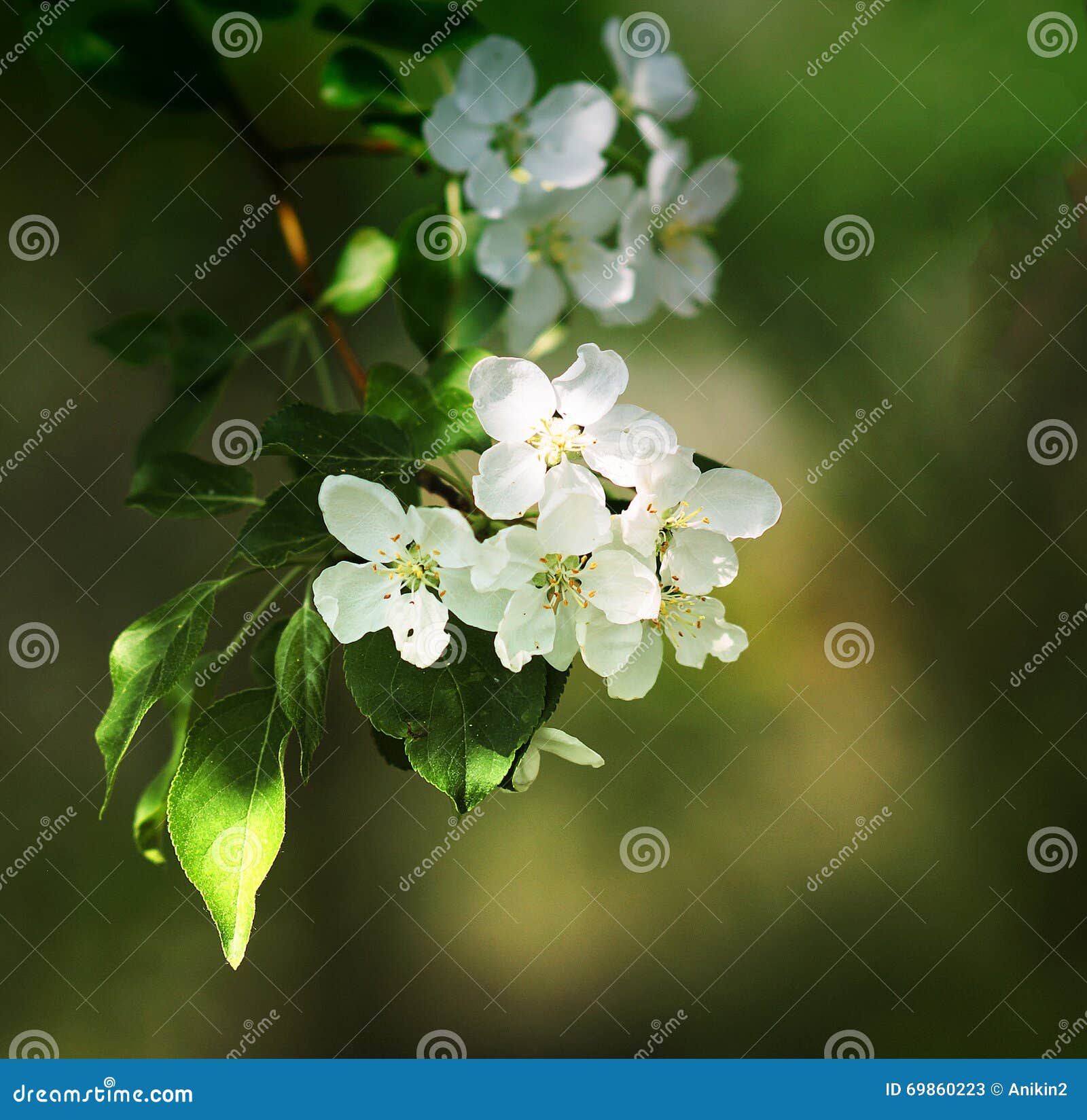 My Image 24