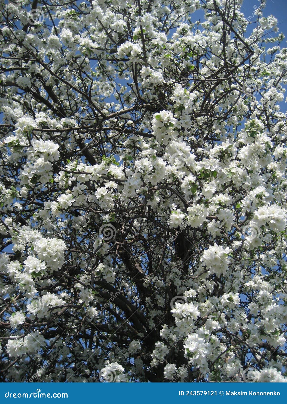 Top 27+ Wallpapers when do apple trees bloom in michigan Superb Top 27+ Wallpapers when do apple trees bloom in michigan Superb